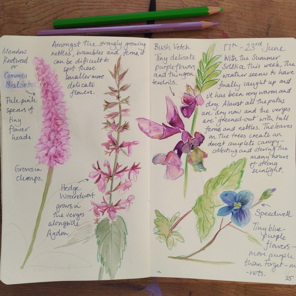 A nature journal page showing various flowers including Common Bistort with pale pink flower heads, Hedge Woundwort, Bush Vetch with tiny purple flowers, and Speedwell with blue-purple flowers. The page includes handwritten notes about each plant and their descriptions.